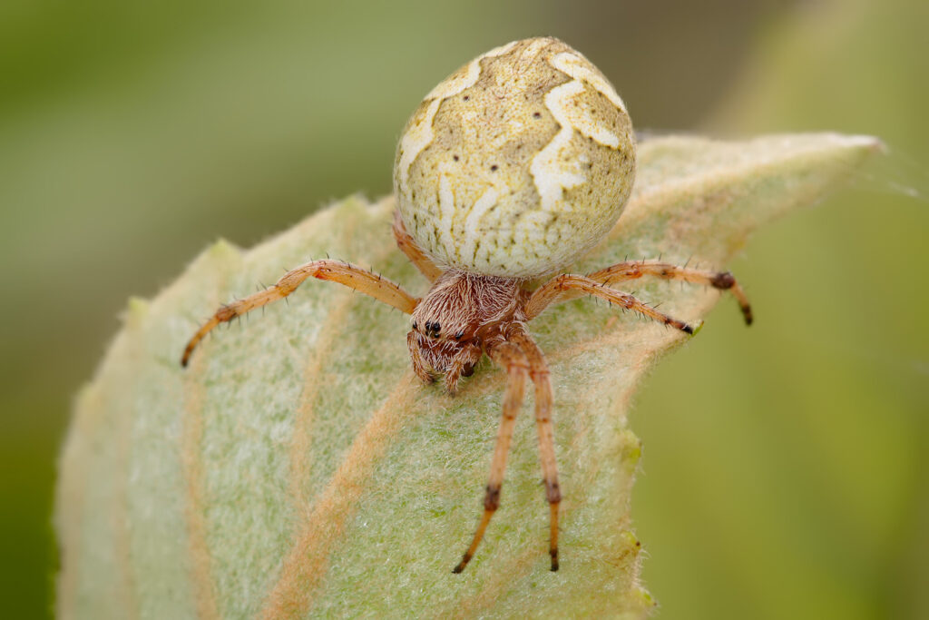 Garden Orb Weaver Spider Bite | Garden